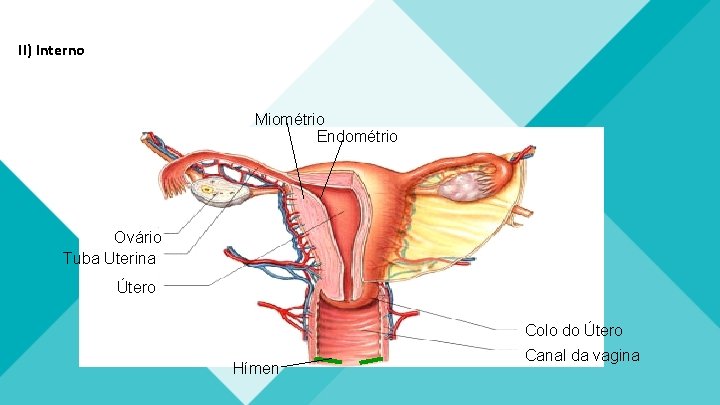 II) Interno Miométrio Endométrio Ovário Tuba Uterina Útero Colo do Útero Hímen Canal da II) Interno Miométrio Endométrio Ovário Tuba Uterina Útero Colo do Útero Hímen Canal da