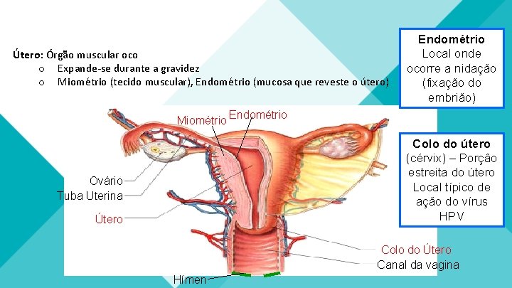 Útero: Órgão muscular oco o Expande-se durante a gravidez o Miométrio (tecido muscular), Endométrio Útero: Órgão muscular oco o Expande-se durante a gravidez o Miométrio (tecido muscular), Endométrio