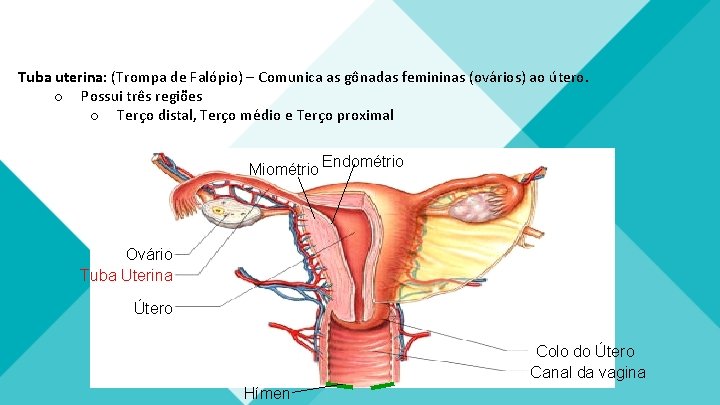 Tuba uterina: (Trompa de Falópio) – Comunica as gônadas femininas (ovários) ao útero. o Tuba uterina: (Trompa de Falópio) – Comunica as gônadas femininas (ovários) ao útero. o