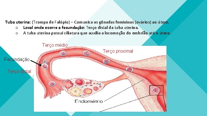 Tuba uterina: (Trompa de Falópio) – Comunica as gônadas femininas (ovários) ao útero. o Tuba uterina: (Trompa de Falópio) – Comunica as gônadas femininas (ovários) ao útero. o