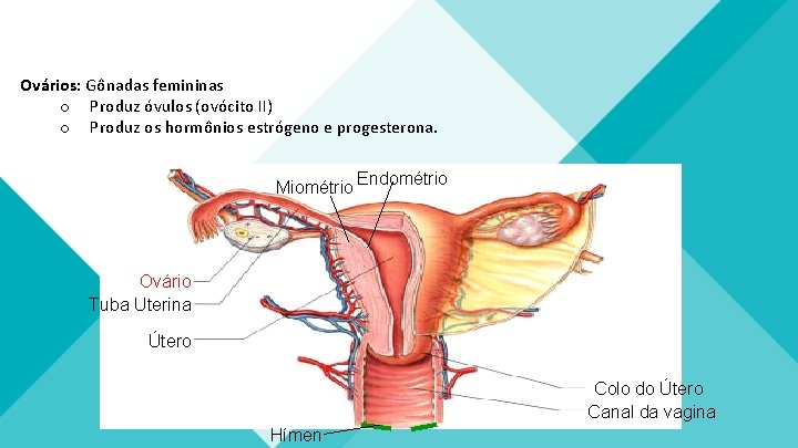 Ovários: Gônadas femininas o Produz óvulos (ovócito II) o Produz os hormônios estrógeno e Ovários: Gônadas femininas o Produz óvulos (ovócito II) o Produz os hormônios estrógeno e