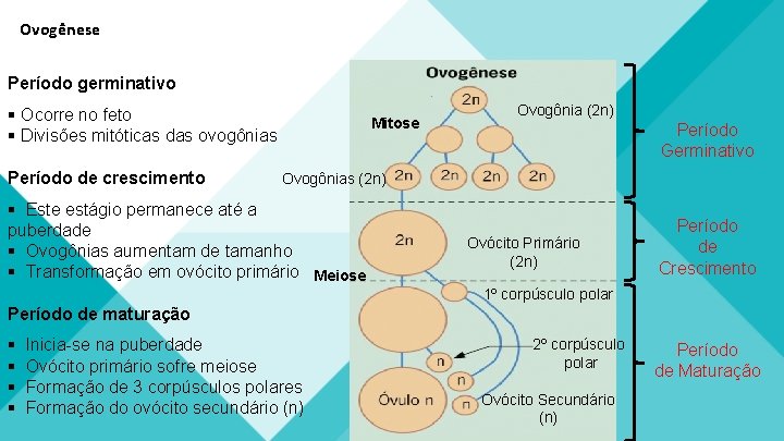 Ovogênese Período germinativo § Ocorre no feto § Divisões mitóticas das ovogônias Período de Ovogênese Período germinativo § Ocorre no feto § Divisões mitóticas das ovogônias Período de