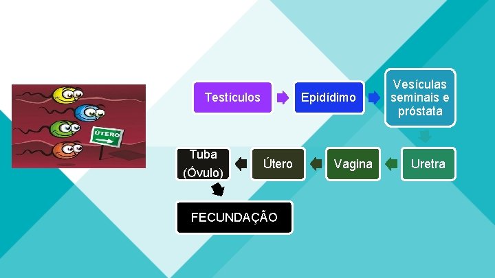 Testículos Tuba (Óvulo) Epidídimo Útero FECUNDAÇÃO Vagina Vesículas seminais e próstata Uretra Testículos Tuba (Óvulo) Epidídimo Útero FECUNDAÇÃO Vagina Vesículas seminais e próstata Uretra