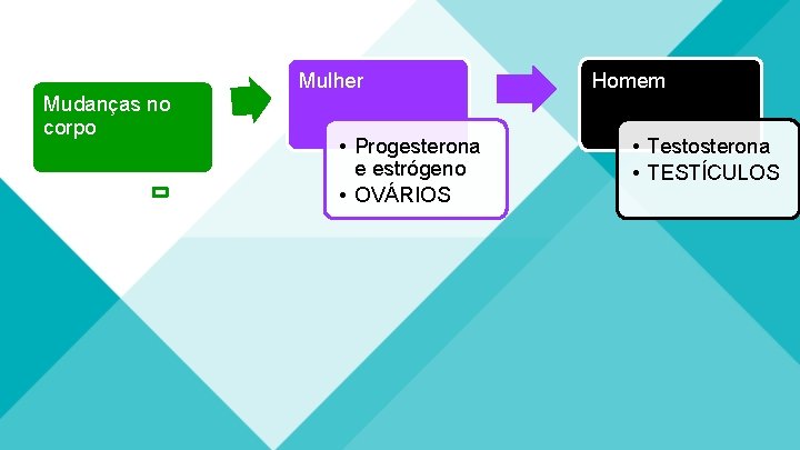 Mudanças no corpo Mulher • Progesterona e estrógeno • OVÁRIOS Homem • Testosterona • Mudanças no corpo Mulher • Progesterona e estrógeno • OVÁRIOS Homem • Testosterona •