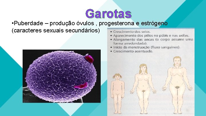 Garotas • Puberdade – produção óvulos , progesterona e estrógeno (caracteres sexuais secundários) Garotas • Puberdade – produção óvulos , progesterona e estrógeno (caracteres sexuais secundários)