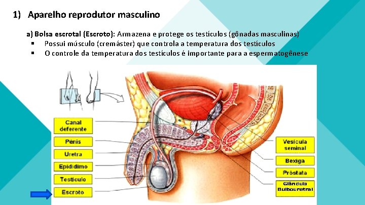 1) Aparelho reprodutor masculino a) Bolsa escrotal (Escroto): Armazena e protege os testículos (gônadas 1) Aparelho reprodutor masculino a) Bolsa escrotal (Escroto): Armazena e protege os testículos (gônadas