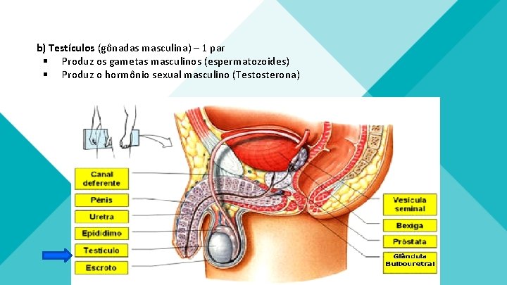 b) Testículos (gônadas masculina) – 1 par § Produz os gametas masculinos (espermatozoides) § b) Testículos (gônadas masculina) – 1 par § Produz os gametas masculinos (espermatozoides) §