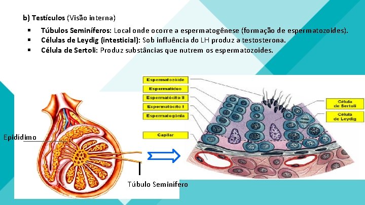 b) Testículos (Visão interna) § § § Túbulos Seminíferos: Local onde ocorre a espermatogênese b) Testículos (Visão interna) § § § Túbulos Seminíferos: Local onde ocorre a espermatogênese