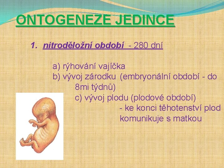 ONTOGENEZE JEDINCE 1. nitroděložní období - 280 dní a) rýhování vajíčka b) vývoj zárodku