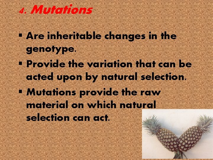 4. Mutations § Are inheritable changes in the genotype. § Provide the variation that