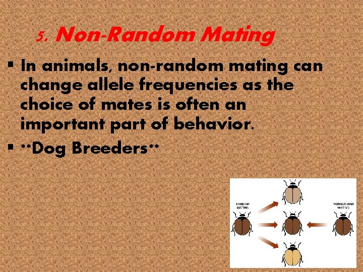 5. Non-Random Mating § In animals, non-random mating can change allele frequencies as the