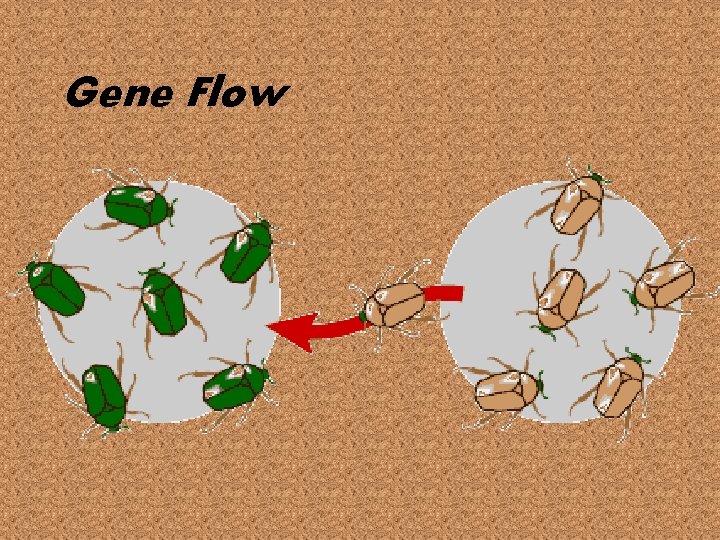 Gene Flow 