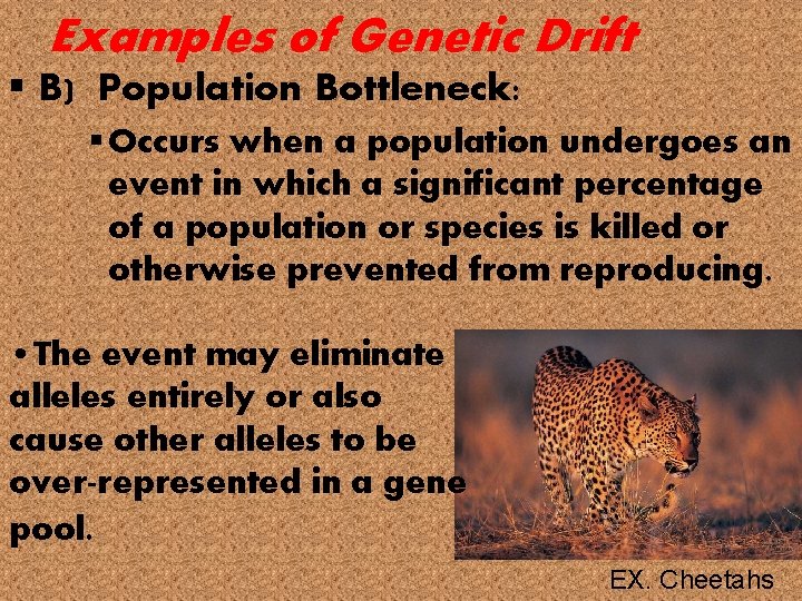 Examples of Genetic Drift § B) Population Bottleneck: § Occurs when a population undergoes