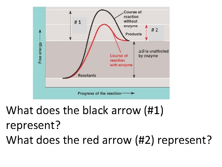 #1 #2 What does the black arrow (#1) represent? What does the red arrow