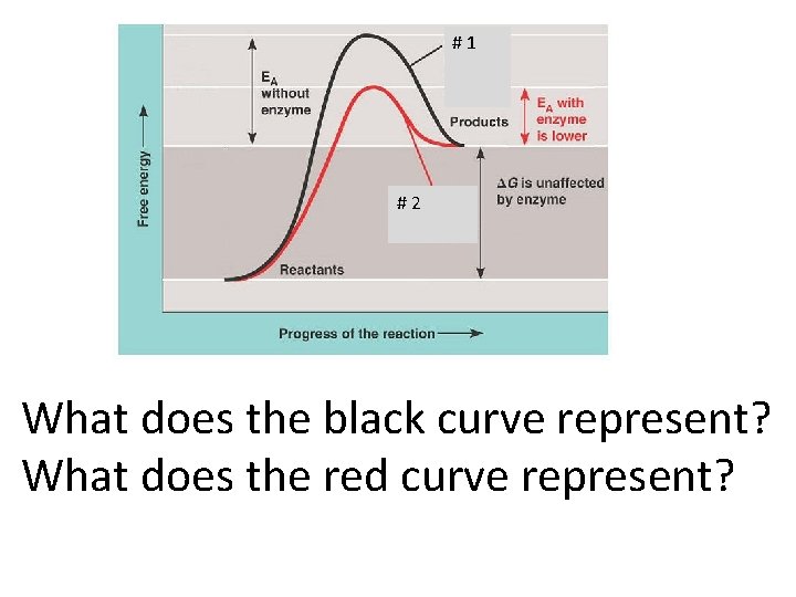 #1 #2 What does the black curve represent? What does the red curve represent?