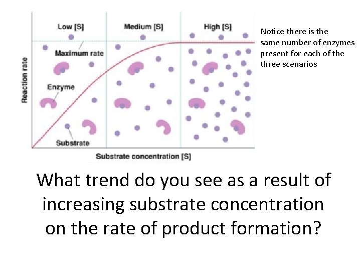 Notice there is the same number of enzymes present for each of the three