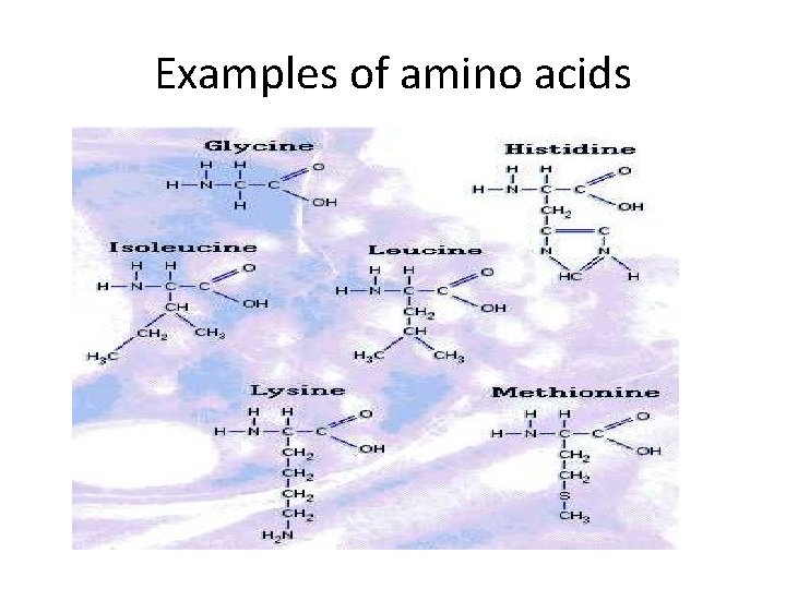Examples of amino acids 
