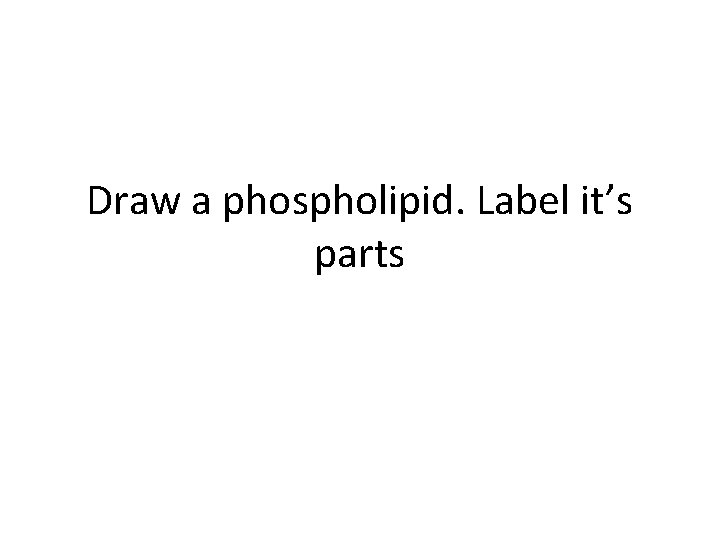Draw a phospholipid. Label it’s parts 