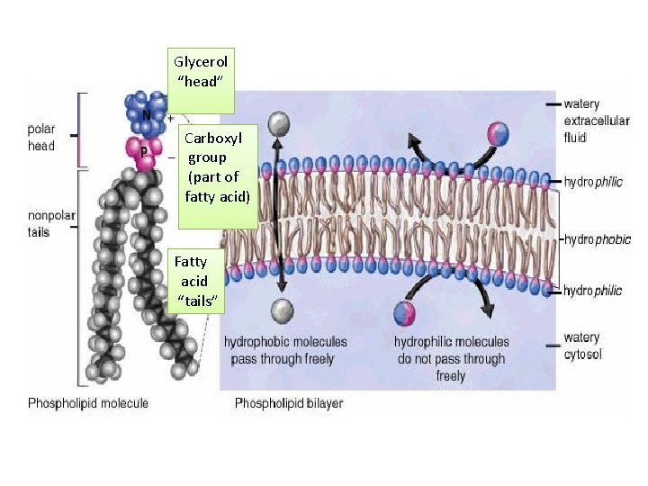 Glycerol “head” Carboxyl group (part of fatty acid) Fatty acid “tails” 