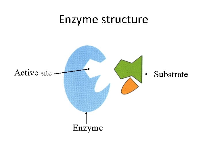 Enzyme structure Active site Substrate Enzyme 