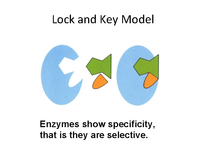 Lock and Key Model Enzymes show specificity, that is they are selective. 