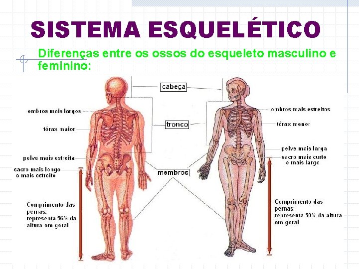 SISTEMA ESQUELÉTICO Diferenças entre os ossos do esqueleto masculino e feminino: 