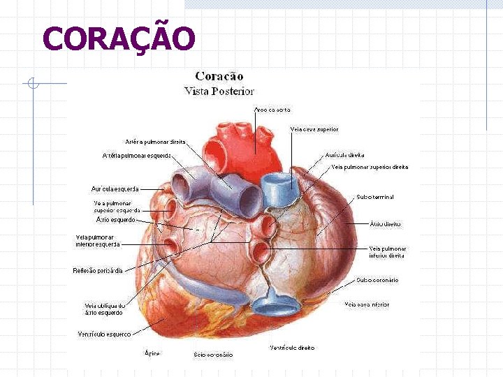 CORAÇÃO 