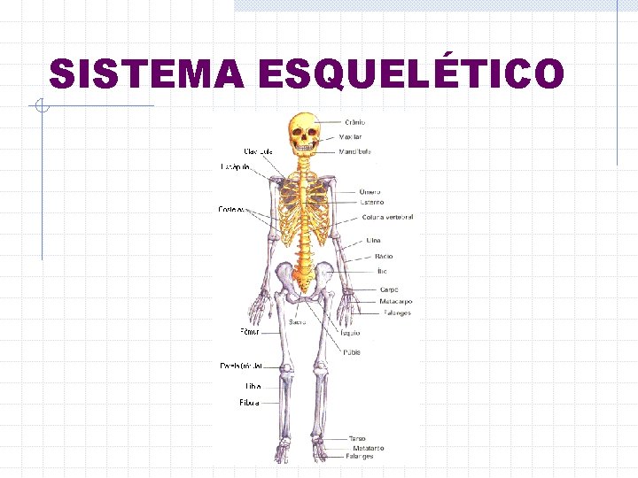 SISTEMA ESQUELÉTICO 