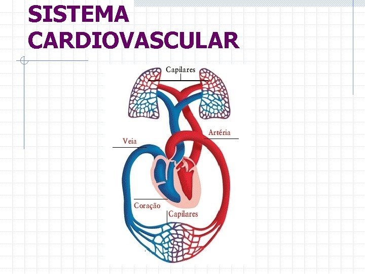 SISTEMA CARDIOVASCULAR 