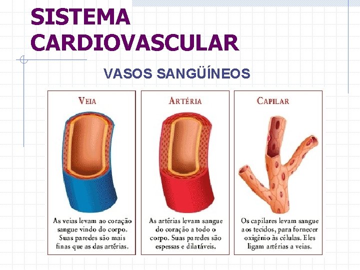 SISTEMA CARDIOVASCULAR VASOS SANGÜÍNEOS 