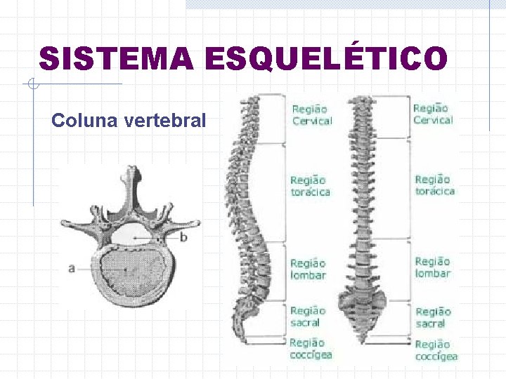 SISTEMA ESQUELÉTICO Coluna vertebral 