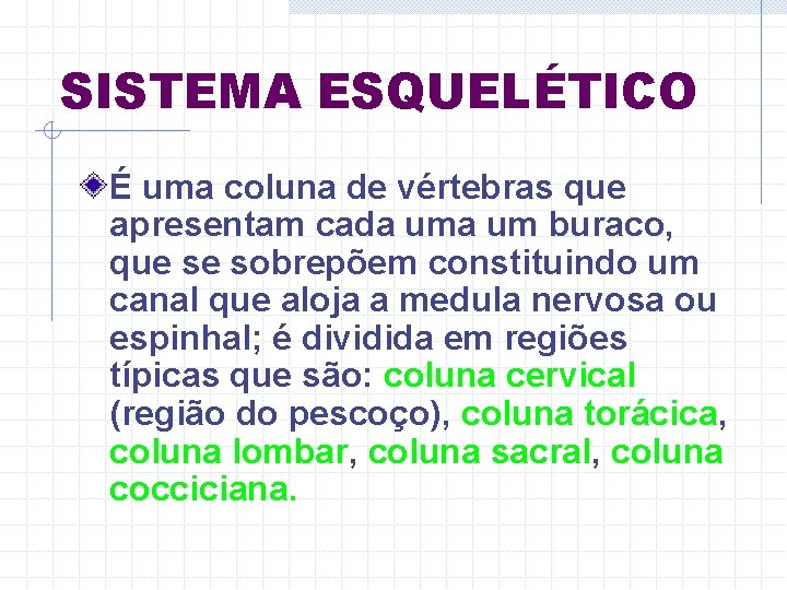 SISTEMA ESQUELÉTICO É uma coluna de vértebras que apresentam cada um buraco, que se