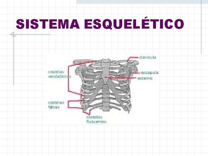 SISTEMA ESQUELÉTICO 