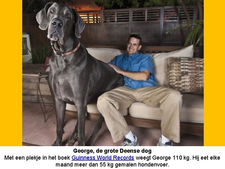 George, de grote Deense dog Met een plekje in het boek Guinness World Records