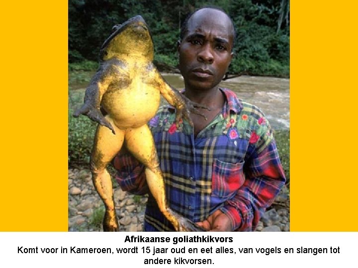 Afrikaanse goliathkikvors Komt voor in Kameroen, wordt 15 jaar oud en eet alles, van
