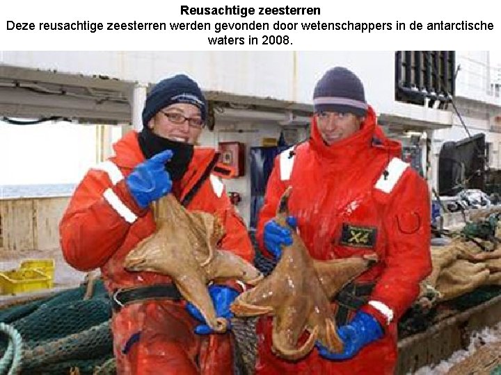 Reusachtige zeesterren Deze reusachtige zeesterren werden gevonden door wetenschappers in de antarctische waters in