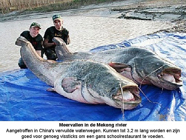 Meervallen in de Mekong rivier Aangetroffen in China's vervuilde waterwegen. Kunnen tot 3, 2