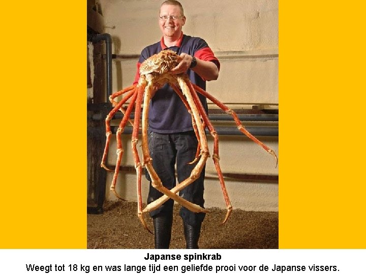 Japanse spinkrab Weegt tot 18 kg en was lange tijd een geliefde prooi voor