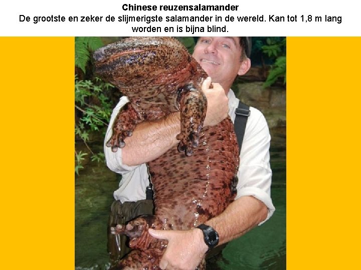 Chinese reuzensalamander De grootste en zeker de slijmerigste salamander in de wereld. Kan tot