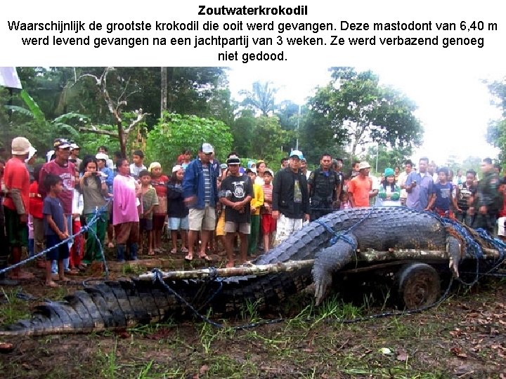 Zoutwaterkrokodil Waarschijnlijk de grootste krokodil die ooit werd gevangen. Deze mastodont van 6, 40