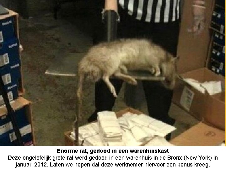 Enorme rat, gedood in een warenhuiskast Deze ongelofelijk grote rat werd gedood in een