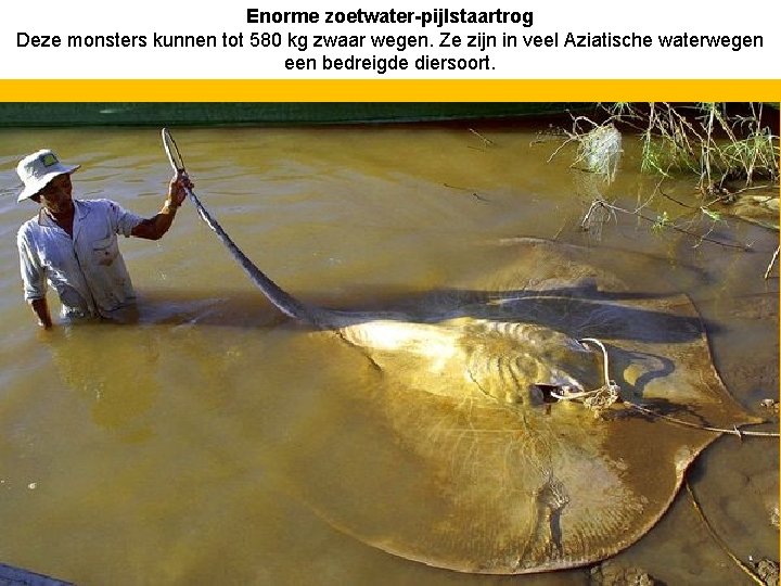 Enorme zoetwater-pijlstaartrog Deze monsters kunnen tot 580 kg zwaar wegen. Ze zijn in veel