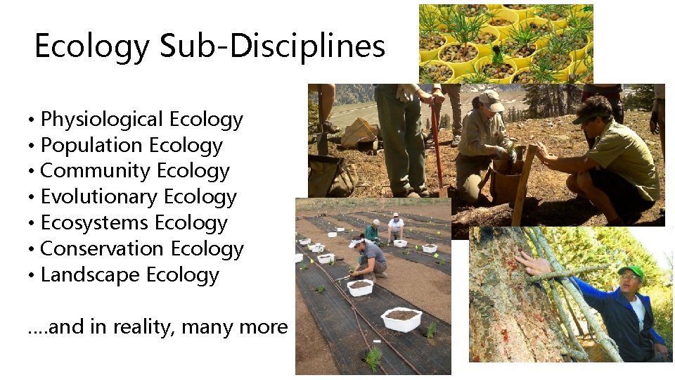 Ecology Sub-Disciplines • Physiological Ecology • Population Ecology • Community Ecology • Evolutionary Ecology Ecology Sub-Disciplines • Physiological Ecology • Population Ecology • Community Ecology • Evolutionary Ecology