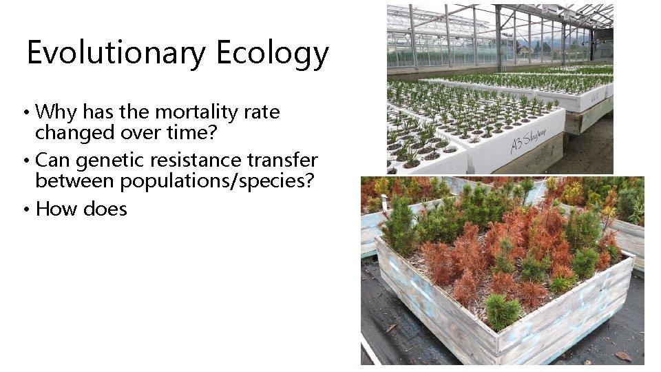Evolutionary Ecology • Why has the mortality rate changed over time? • Can genetic Evolutionary Ecology • Why has the mortality rate changed over time? • Can genetic