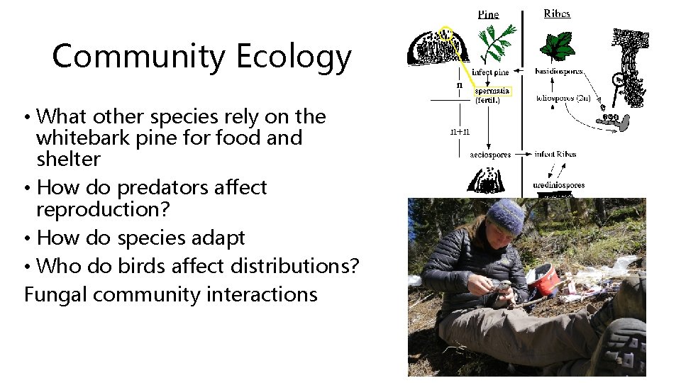 Community Ecology • What other species rely on the whitebark pine for food and Community Ecology • What other species rely on the whitebark pine for food and