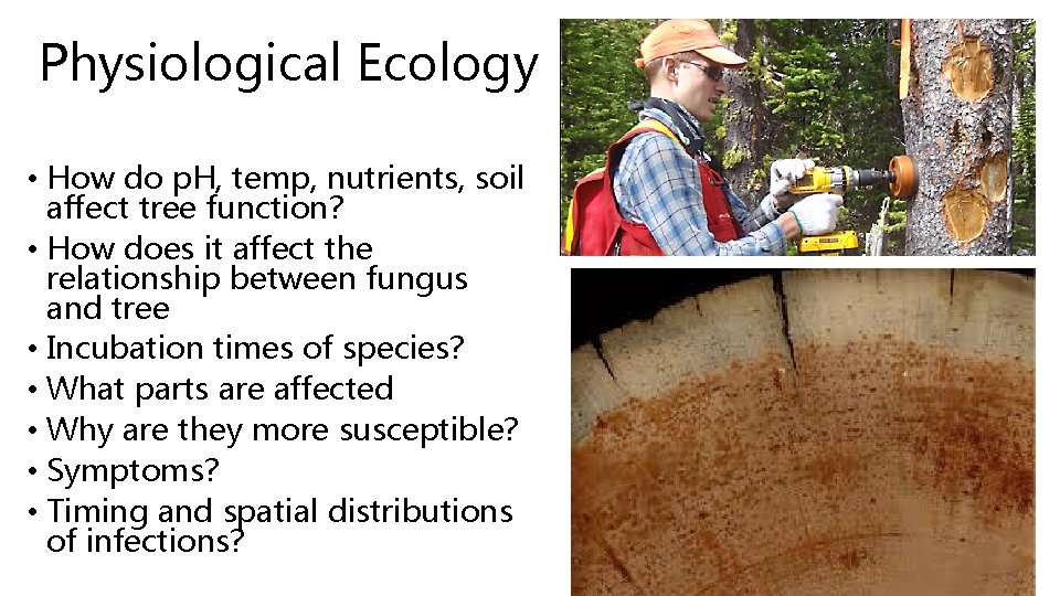 Physiological Ecology • How do p. H, temp, nutrients, soil affect tree function? • Physiological Ecology • How do p. H, temp, nutrients, soil affect tree function? •