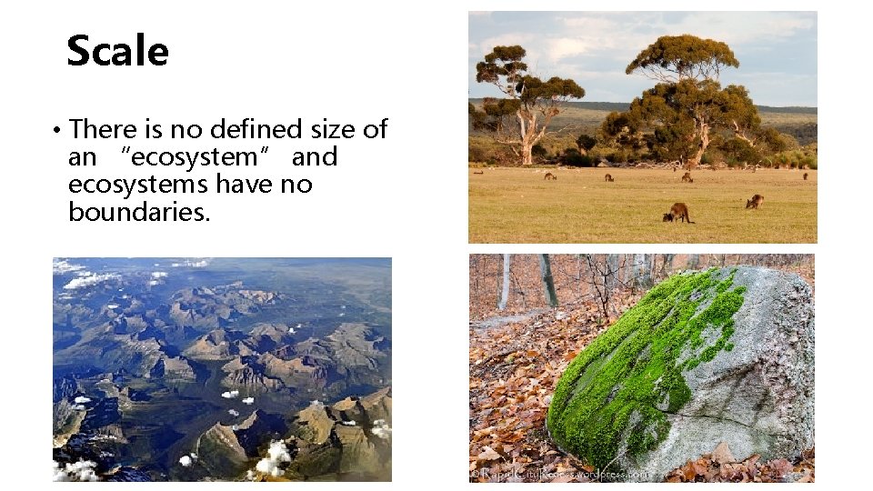 Scale • There is no defined size of an “ecosystem” and ecosystems have no Scale • There is no defined size of an “ecosystem” and ecosystems have no