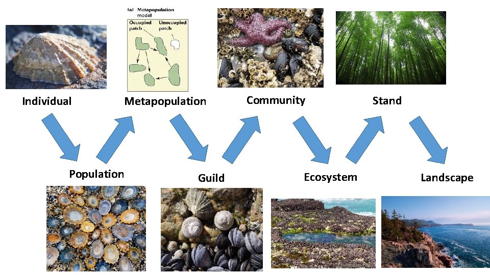 Individual Metapopulation Population Guild Community Ecosystem Stand Landscape Individual Metapopulation Population Guild Community Ecosystem Stand Landscape