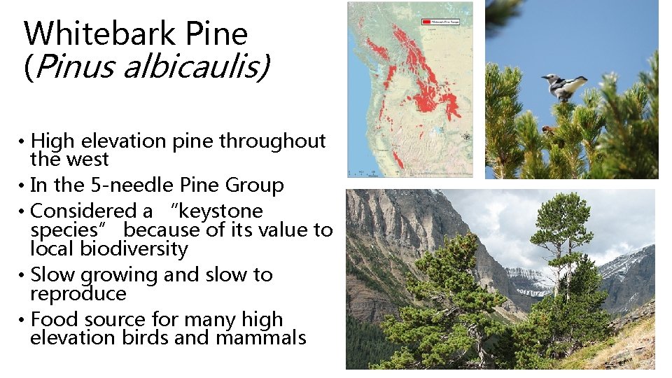 Whitebark Pine (Pinus albicaulis) • High elevation pine throughout the west • In the Whitebark Pine (Pinus albicaulis) • High elevation pine throughout the west • In the