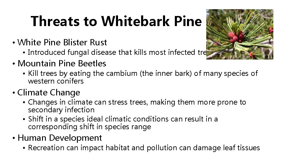 Threats to Whitebark Pine • White Pine Blister Rust • Introduced fungal disease that Threats to Whitebark Pine • White Pine Blister Rust • Introduced fungal disease that